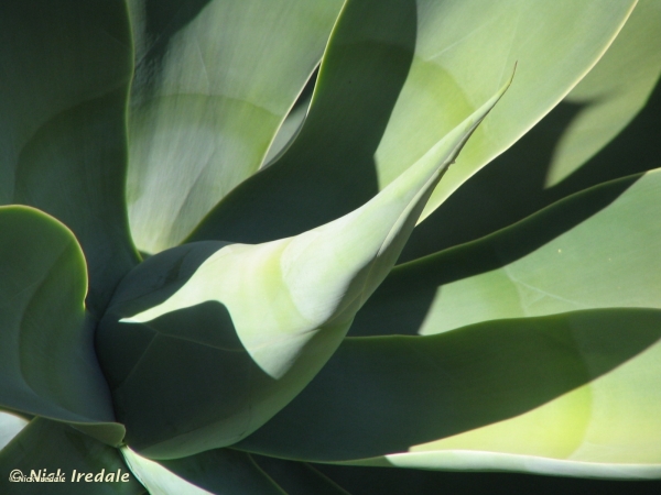 Plants