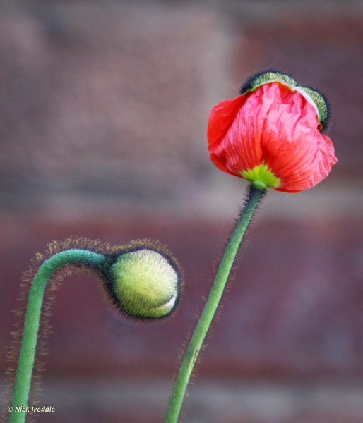 Poppy